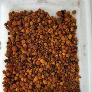 Buy dry calculus bovis, Cow Gallstones for sale, Ox gallstones for sale
