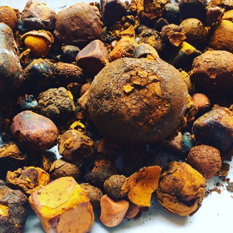 Gallstones for sale, Cow Gallstones for sale, Ox gallstones for sale