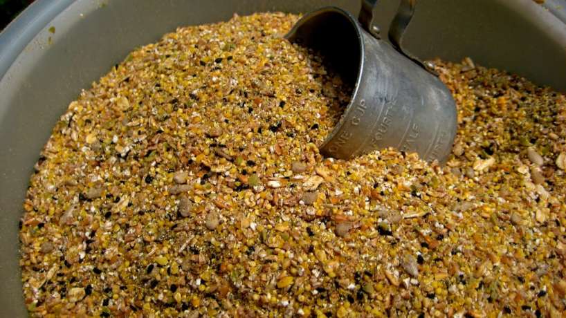 animal feed for sale, bulk animal feed for sale, animal feed mill for sale, animal feed business for sale, animal feed factory for sale, animal feed bulk buy, yellow corn animal feed for sale, corn animal feed for sale, done deal animal feed for sale,roasted soybeans for animal feed for sale, animal feed mixers sale, animal feed wheat prices, soybean meal for chicken feed,soybean meal for sale, bulk soybean meal for sale, soybean meal prices today