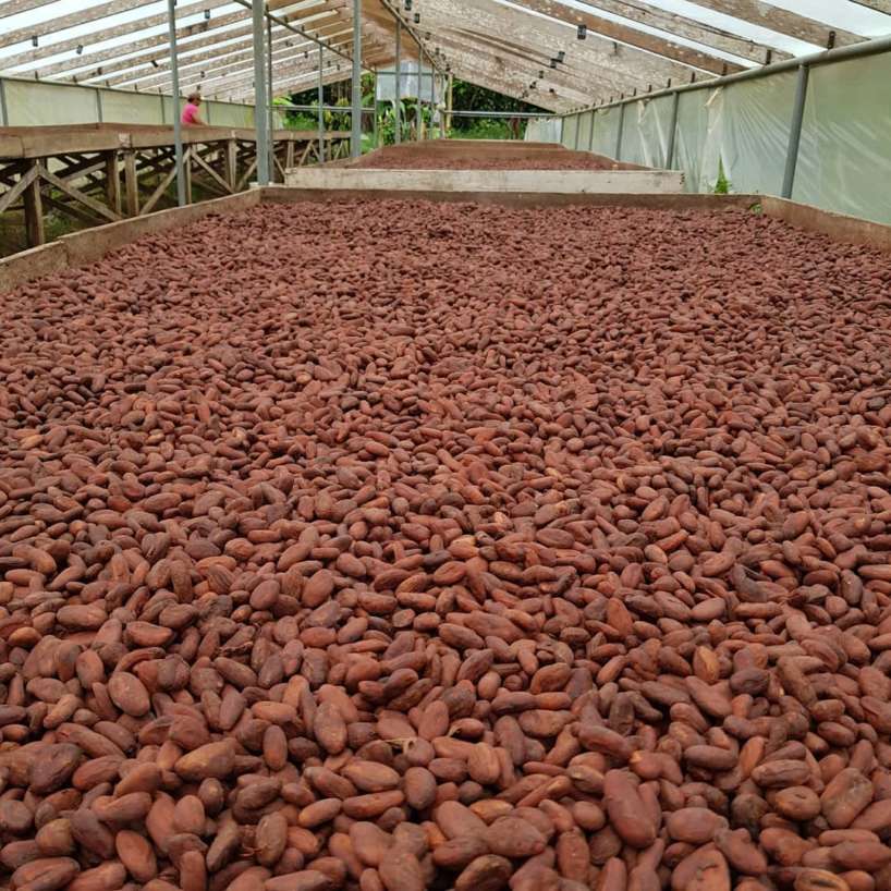 Ziarna kakaowe na sprzedaż, ziarno kakaowe na sprzedaż blisko mnie, ziarno kakaowe na sprzedaż australia, ziarno kakaowe na sprzedaż w wielkiej brytanii, ziarno kakaowe na sprzedaż i eksport, ziarno kakaowe na sprzedaż usa, ziarno kakaowe kupić australia, świeże ziarno kakaowe na sprzedaż, ziarno kakaowe gospodarstwo rolne na sprzedaż, ziarno kakaowe kupić w indii, ziarno kakaowe kupić online, ziarno kakaowe kupić online w Indiach, ekologiczne ziarno kakaowe na sprzedaż, surowe ziarno kakaowe na sprzedaż, ziarno kakaowe kupić,