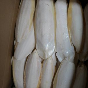 Espinas de sepia secas | Comprar huesos de sepia secos online | Huesos de sepia a la venta