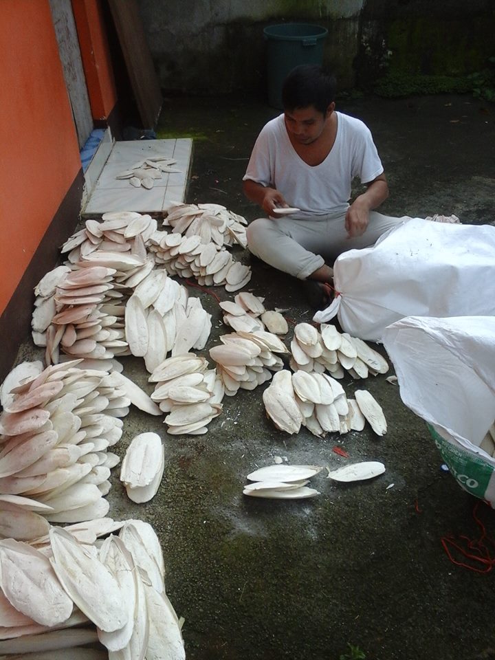 Dried Cuttlefish bones | Buy dried cuttlefish bones online | Cuttlefish bones for sale