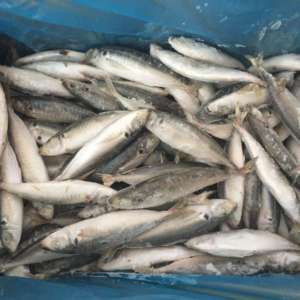 شراء سمك الماكريل ، أسماك الماكريل للبيع