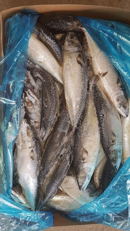 Hering Fisch | Getrockneter Heringsfisch zum Verkauf