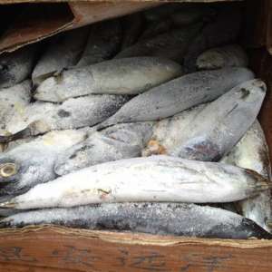 Satılık ton balığı