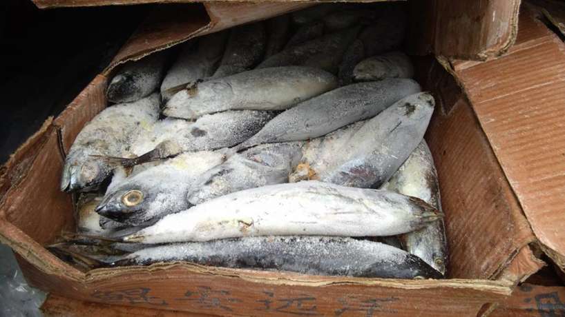 سمك التونة للبيع