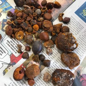 It is estimated that apart from mainland China, who accounts for 80% of the whole market of ox gallstones, Hong Kong, Taiwan and Japan, etc occupy the rest 20%. As the biggest consumer of seahorse, China is also the chief buyer of ox gallstones.
It is said that the annual demand of ox gallstones for Chinese pharmaceutical factories is 6000 kg, an amount that surpasses the entire supply of ox gallstones worldwide.