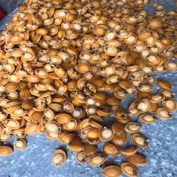 Dried Abalone for sale| Buy dried abalone online | Red abalone price