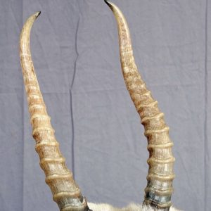 شراء Saiga Horns عبر الإنترنت